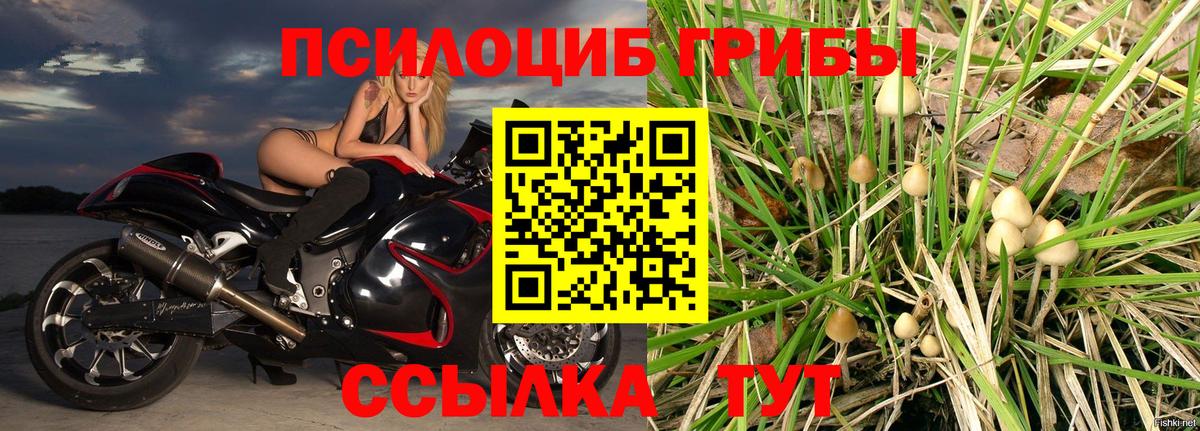 Шадринск  Галлюциногенные грибы GOLDEN TEACHER  купить наркотики сайты  Вход с VPN 